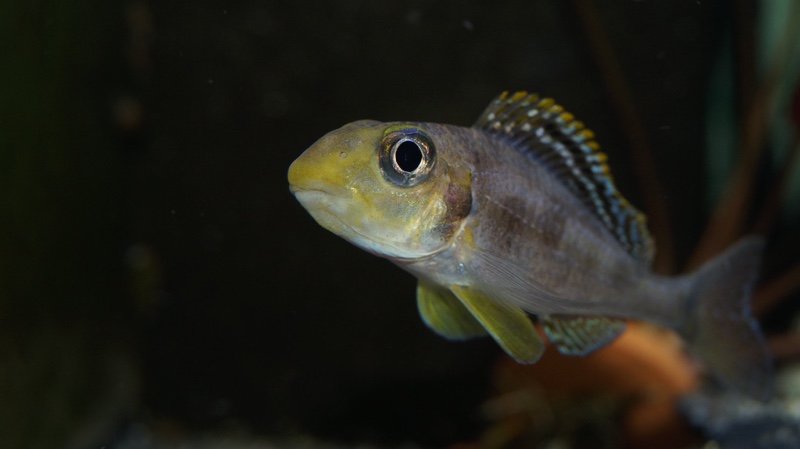 Xenotilapia sp. 'papilio sunflower' Isanga Bay